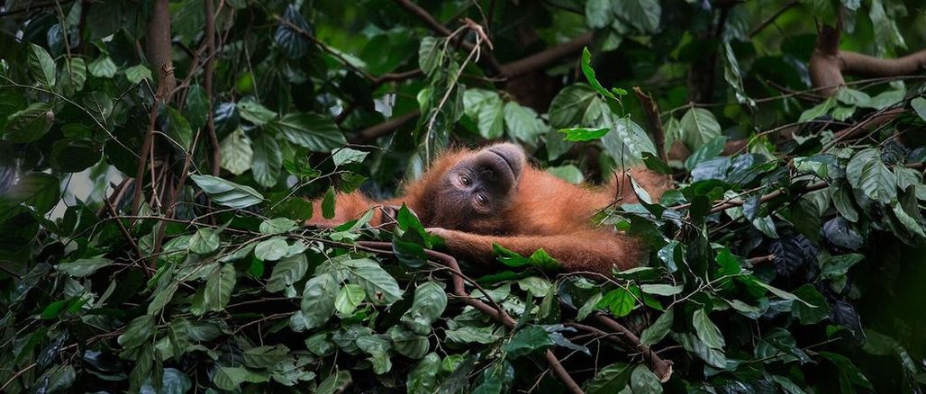 Využijte Černý pátek prospěšně! Třeba s Lush mýdlem na záchranu orangutanů